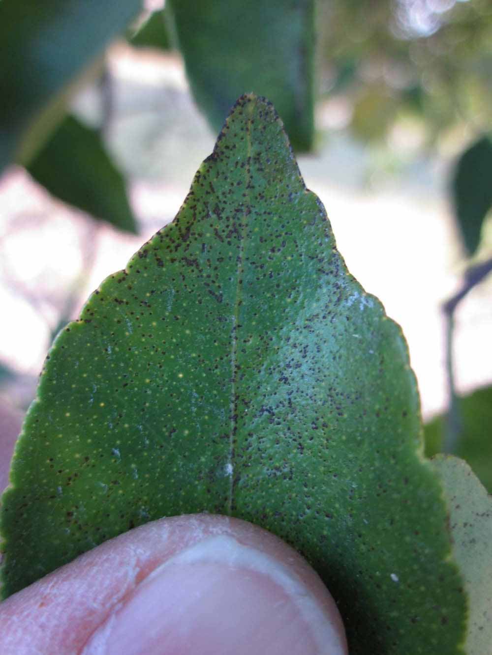              Margin (Winter Haven, FL)       